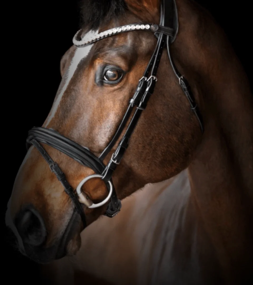 Bay sport horse with a white blaze and a crystal browband